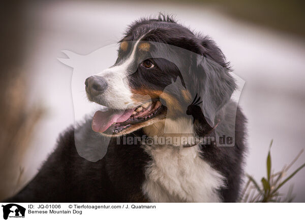 Bernese Mountain Dog / JQ-01006