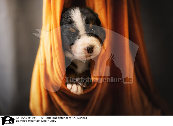 Bernese Mountain Dog Puppy / KAS-01161