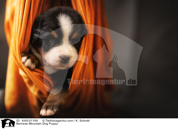 Bernese Mountain Dog Puppy / KAS-01164