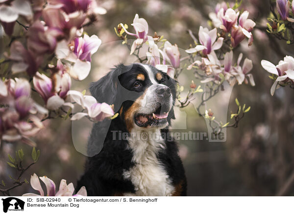 Bernese Mountain Dog / SIB-02940