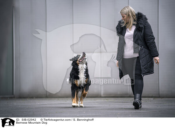 Bernese Mountain Dog / SIB-02942