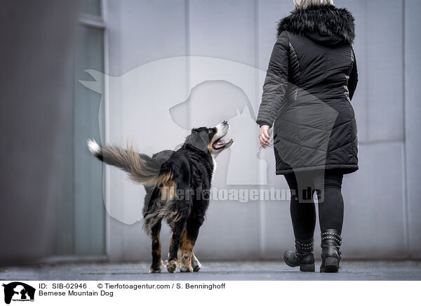 Bernese Mountain Dog / SIB-02946
