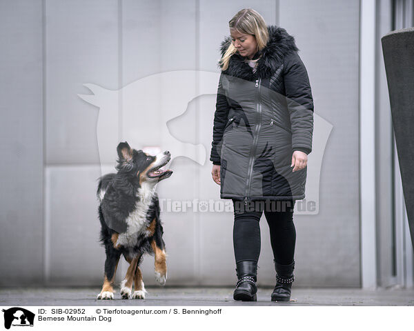 Bernese Mountain Dog / SIB-02952