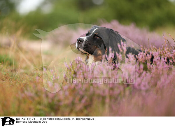 Bernese Mountain Dog / KB-11194