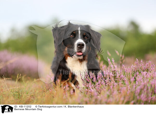 Bernese Mountain Dog / KB-11202