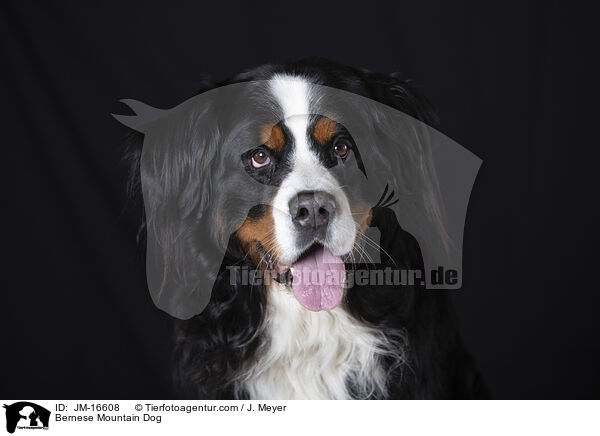 Bernese Mountain Dog / JM-16608