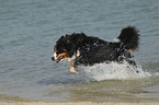Bernese Mountain Dog in the water