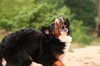 Bernese Mountain Dog catches treat