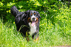 Bernese Mountain Dog in summer