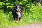 Bernese Mountain Dog in summer