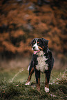 male Bernese Mountain Dog