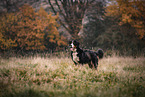 male Bernese Mountain Dog
