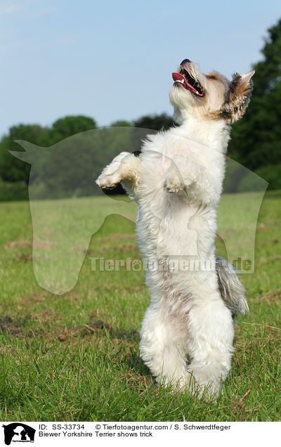Biewer Yorkshire Terrier shows trick / SS-33734
