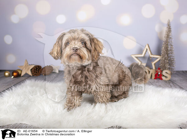 Bolonka Zwetna in Christmas decoration / AE-01654
