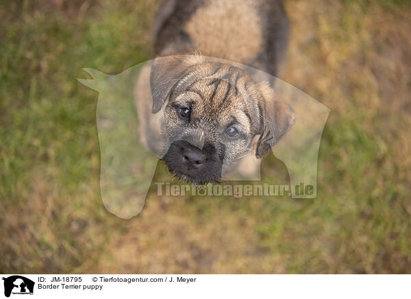 Border Terrier Welpe / Border Terrier puppy / JM-18795