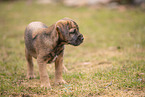 Border Terrier puppy