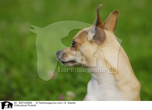 Chihuahua Portrait / SST-02680
