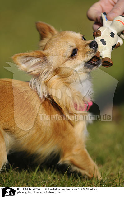 playing longhaired Chihuahua / DMS-07834