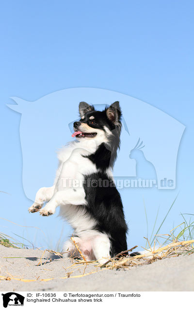 longhaired Chihuahua shows trick / IF-10636