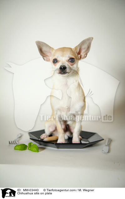 Chihuahua sitzt auf Teller / Chihuahua sitis on plate / MW-03440