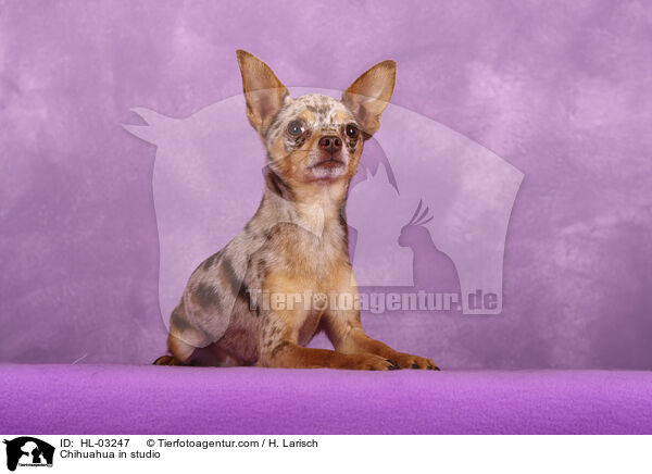 Chihuahua in studio / HL-03247