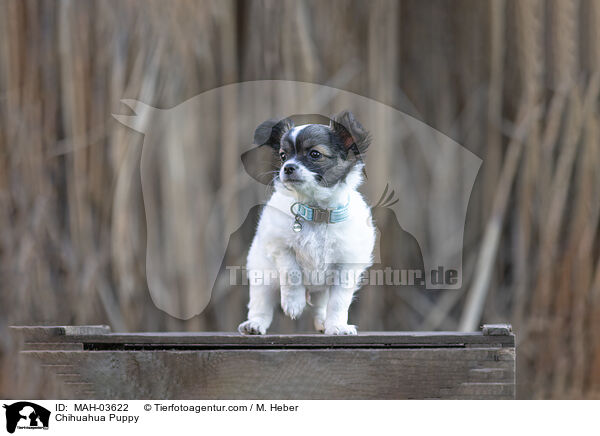 Chihuahua Puppy / MAH-03622