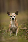 old Chihuahua