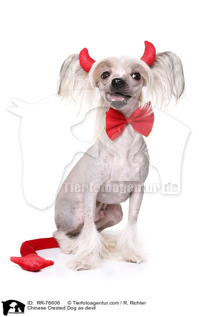 Chinese Crested Dog as devil / RR-76606