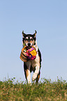 shorthaired Collie with flowers