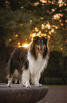 longhaired male collie