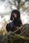 black-and-tan Coonhound