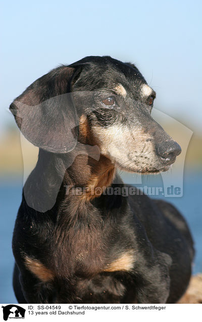 13 years old Dachshund / SS-04549