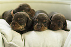 wirehaired Dachshund Puppies