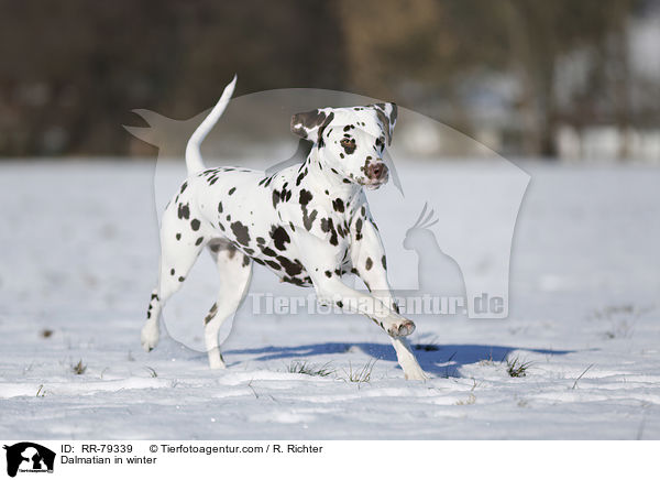 Dalmatian in winter / RR-79339