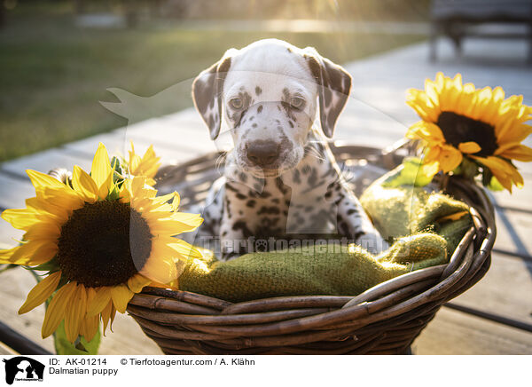 Dalmatian puppy / AK-01214