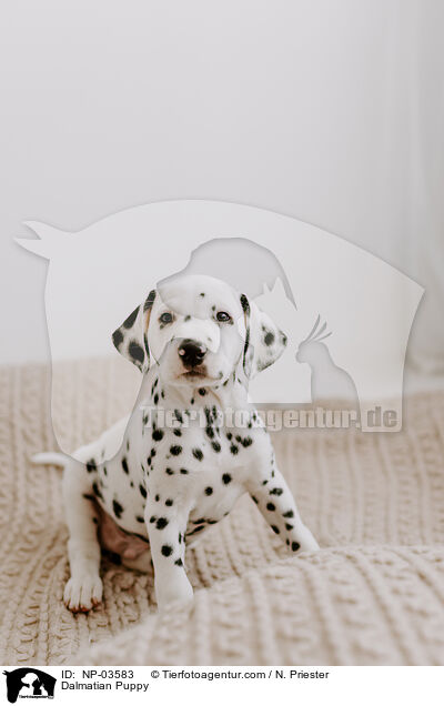 Dalmatian Puppy / NP-03583