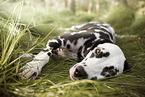 lying Dalmatian