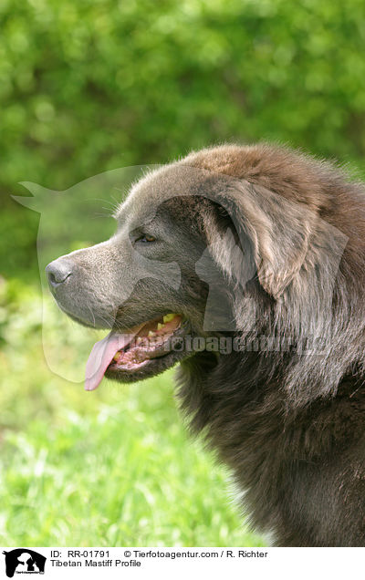 Tibetan Mastiff Profile / RR-01791