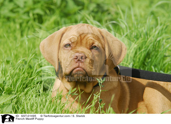 French Mastiff Puppy / SST-01495