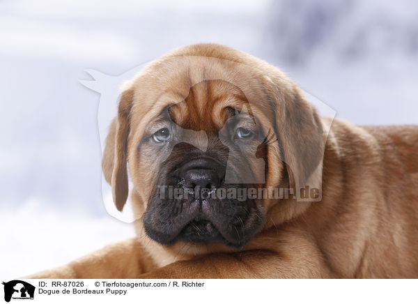 Dogue de Bordeaux Puppy / RR-87026