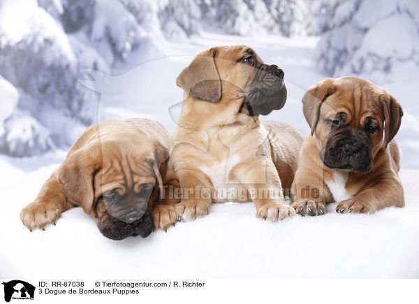 3 Dogue de Bordeaux Puppies / RR-87038