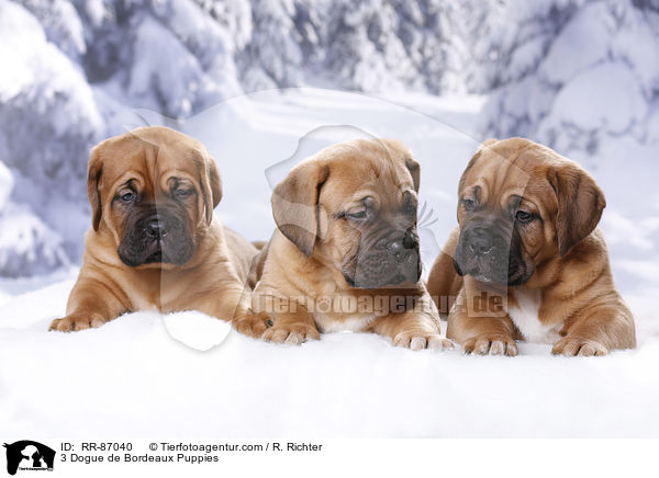 3 Dogue de Bordeaux Puppies / RR-87040
