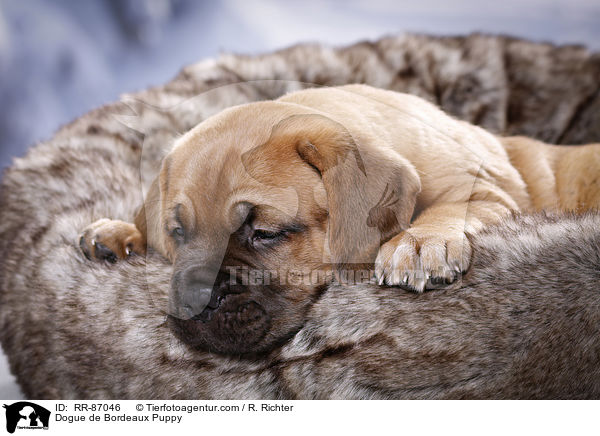 Dogue de Bordeaux Puppy / RR-87046