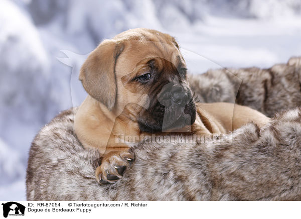 Dogue de Bordeaux Puppy / RR-87054