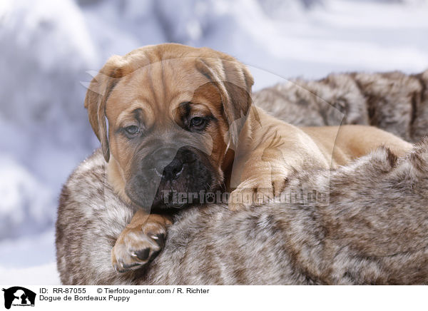 Dogue de Bordeaux Puppy / RR-87055