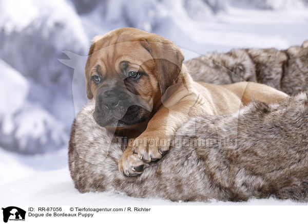 Dogue de Bordeaux Puppy / RR-87056