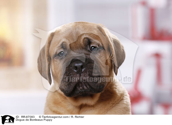 Dogue de Bordeaux Puppy / RR-87083