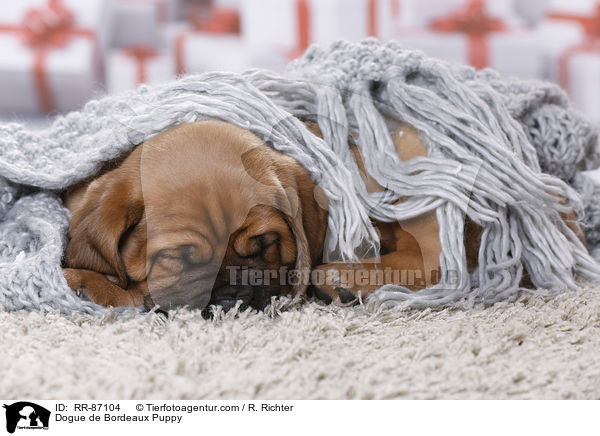 Dogue de Bordeaux Puppy / RR-87104
