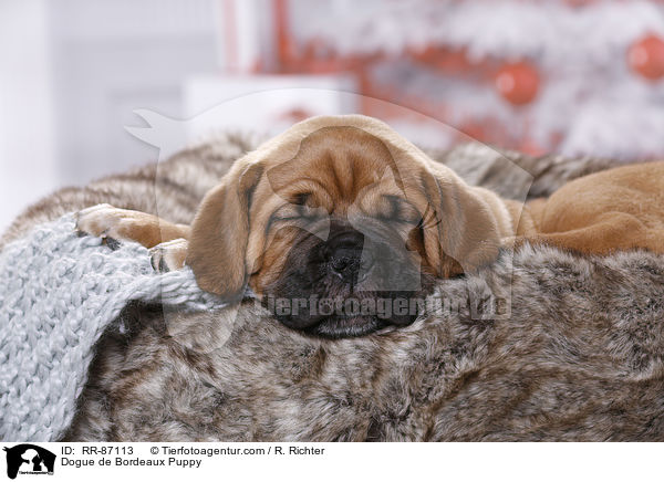 Dogue de Bordeaux Puppy / RR-87113