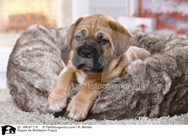Dogue de Bordeaux Puppy / RR-87115